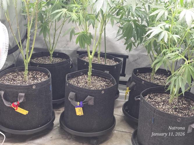 Straw-Trop Cherry Strng Seeds. Week 10