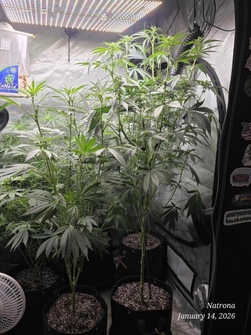 Straw-Trop Cherry Strng Seeds. Week 10