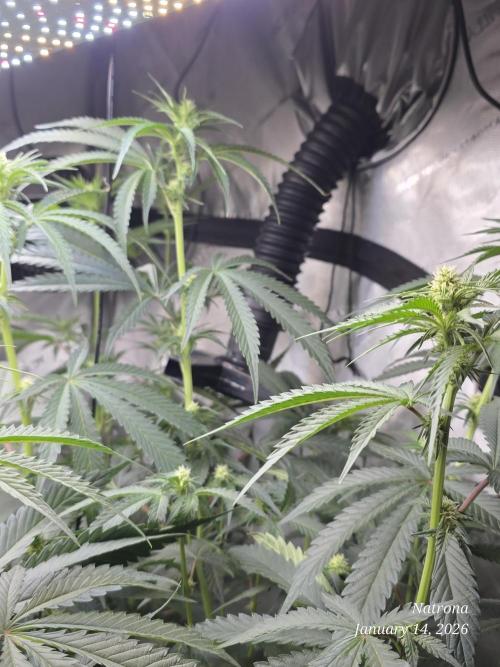 Straw-Trop Cherry Strng Seeds. Week 10