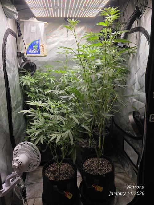 Straw-Trop Cherry Strng Seeds. Week 10