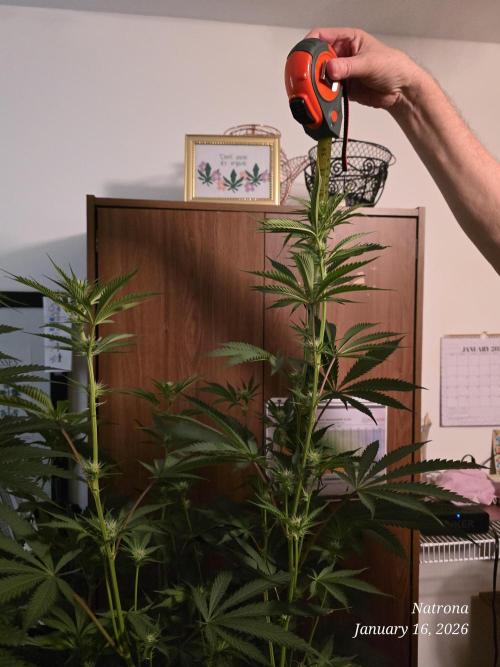 Straw-Trop Cherry Strng Seeds. Week 10