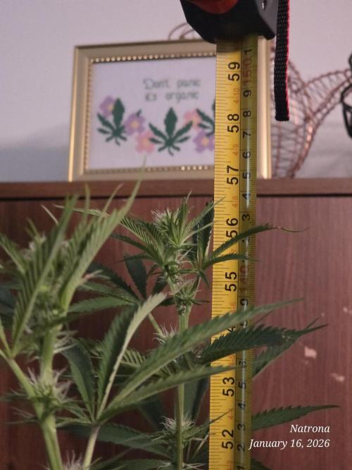 Straw-Trop Cherry Strng Seeds. Week 10 - My daughter made the cross stitch for me for Xmas