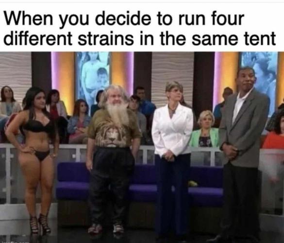 Cannabis links info and memes. Week 15