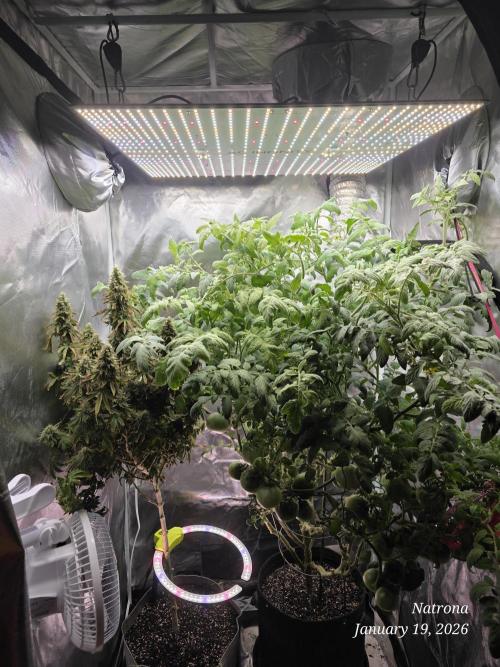 NYC Diesel (was Hey Abby). Week 18