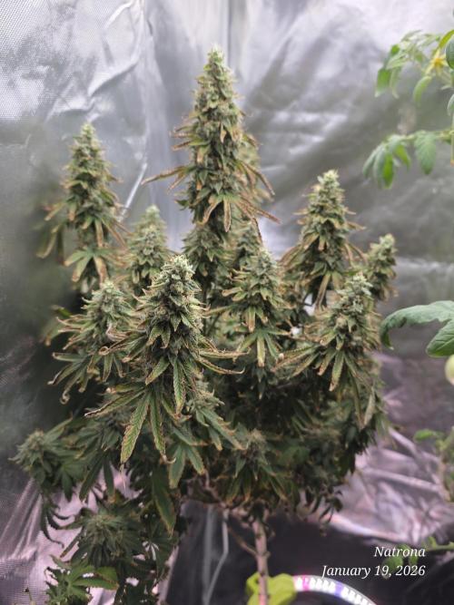 NYC Diesel (was Hey Abby). Week 18