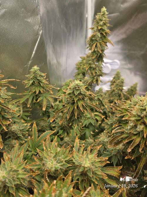 NYC Diesel (was Hey Abby). Week 18