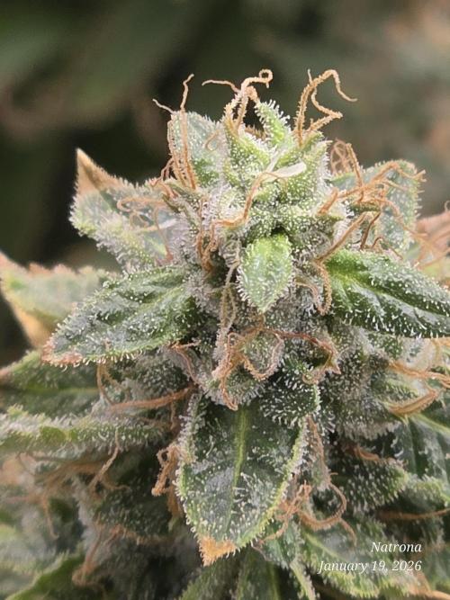 NYC Diesel (was Hey Abby). Week 18