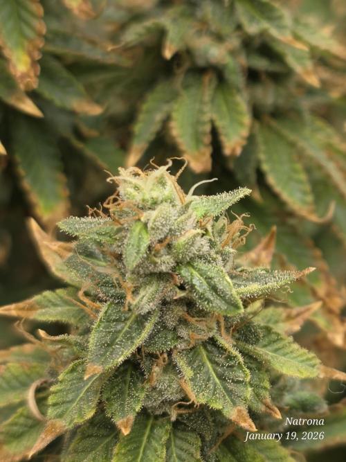 NYC Diesel (was Hey Abby). Week 18