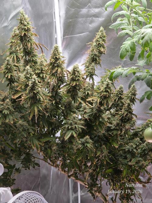 NYC Diesel (was Hey Abby). Week 18