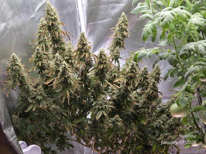 NYC Diesel (was Hey Abby). Week 18