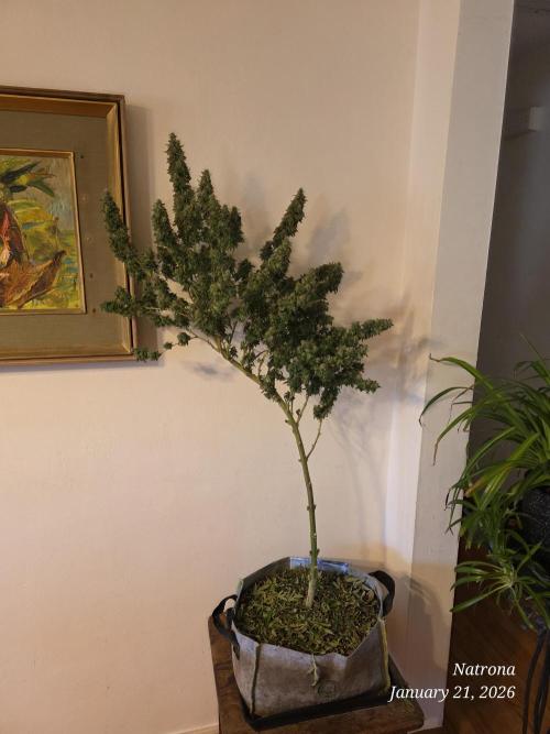 NYC Diesel (was Hey Abby). Week 18 - After Defoliation 