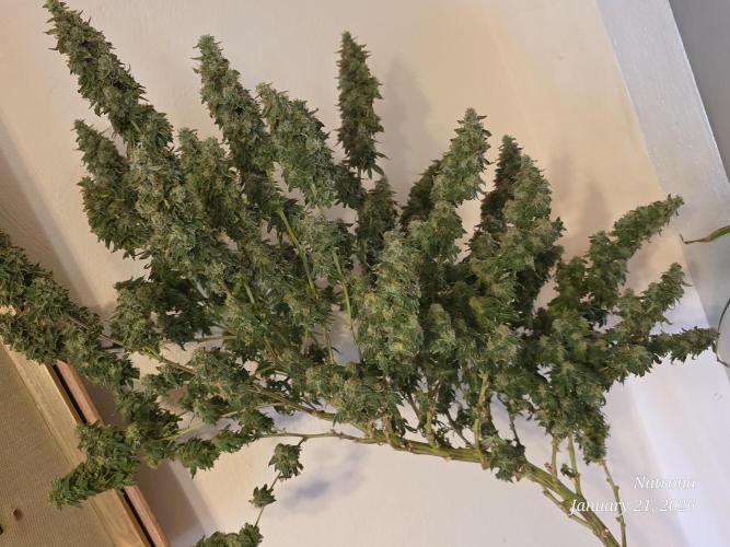 NYC Diesel (was Hey Abby). Week 18 - After Defoliation 