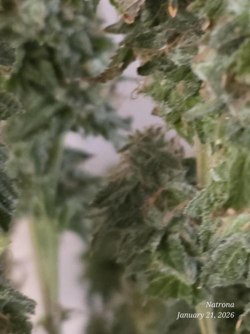 NYC Diesel (was Hey Abby). Week 18