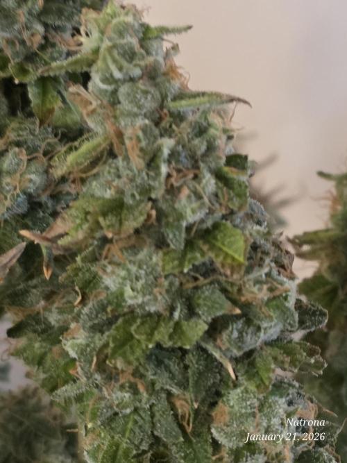 NYC Diesel (was Hey Abby). Week 18