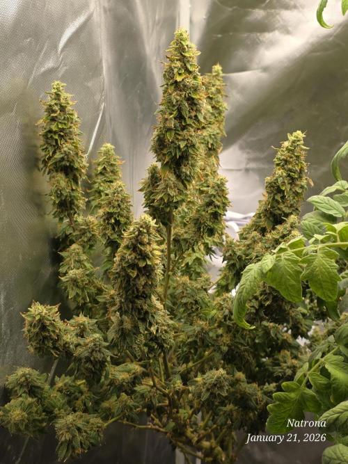 NYC Diesel (was Hey Abby). Week 18