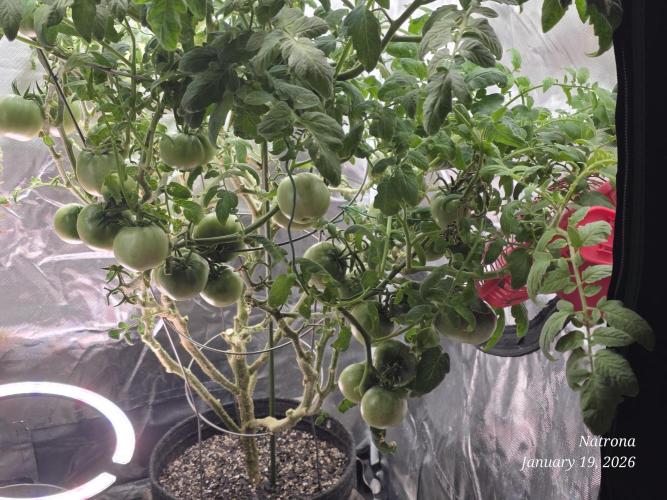 NYC Diesel (was Hey Abby). Week 18