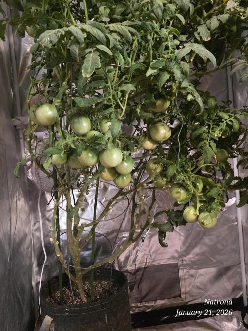 NYC Diesel (was Hey Abby). Week 18