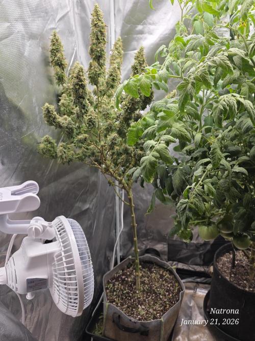 NYC Diesel (was Hey Abby). Week 18