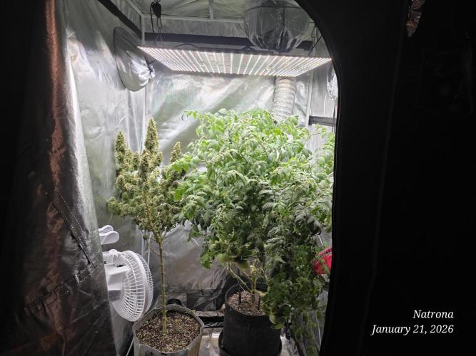 NYC Diesel (was Hey Abby). Week 18