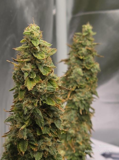 NYC Diesel (was Hey Abby). Week 18