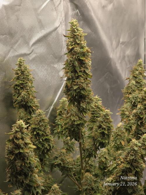 NYC Diesel (was Hey Abby). Week 18