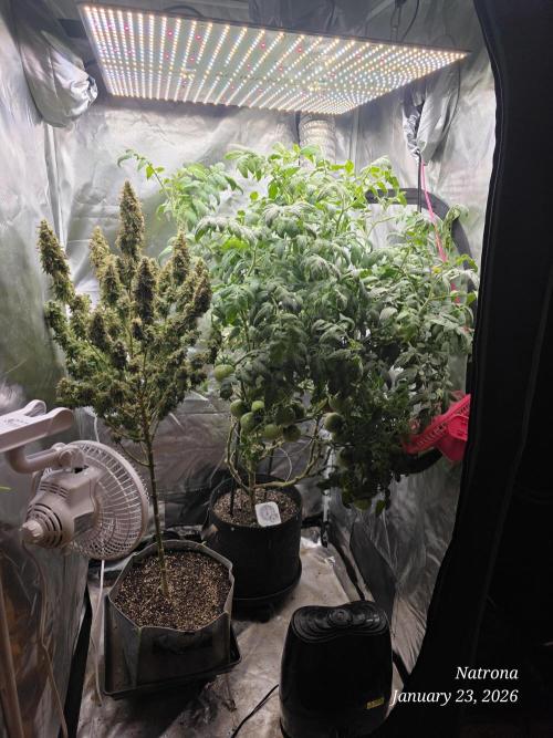 NYC Diesel (was Hey Abby). Week 18