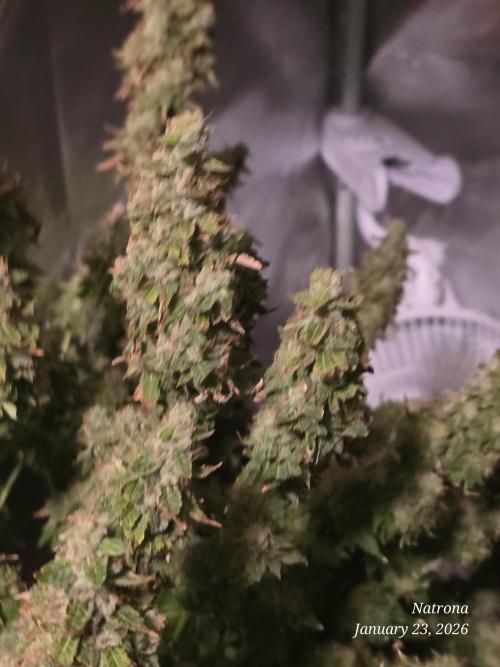 NYC Diesel (was Hey Abby). Week 18