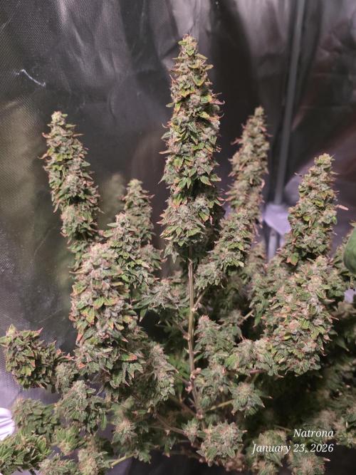 NYC Diesel (was Hey Abby). Week 18