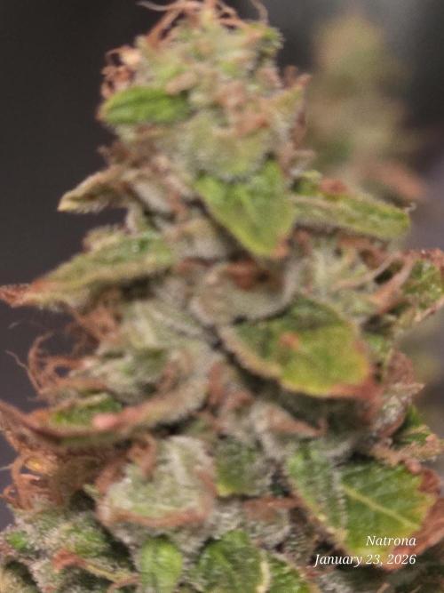 NYC Diesel (was Hey Abby). Week 18