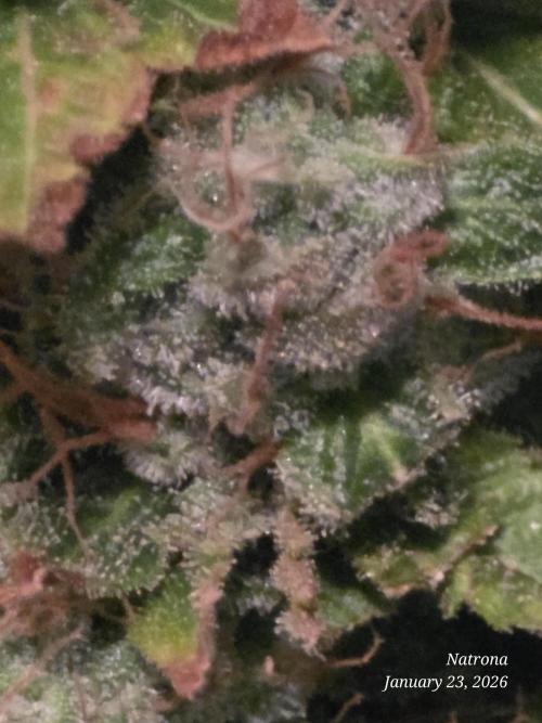 NYC Diesel (was Hey Abby). Week 18