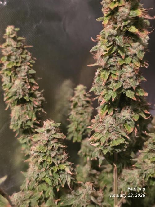 NYC Diesel (was Hey Abby). Week 18