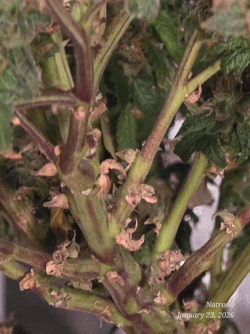 NYC Diesel (was Hey Abby). Week 18