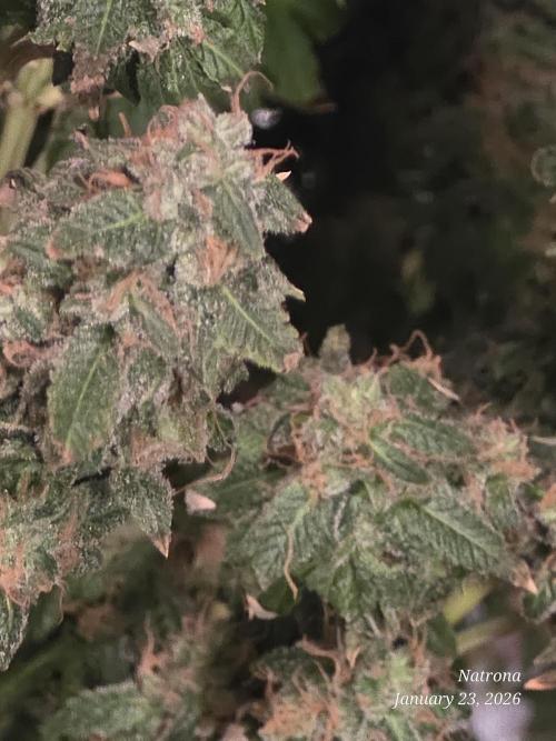 NYC Diesel (was Hey Abby). Week 18