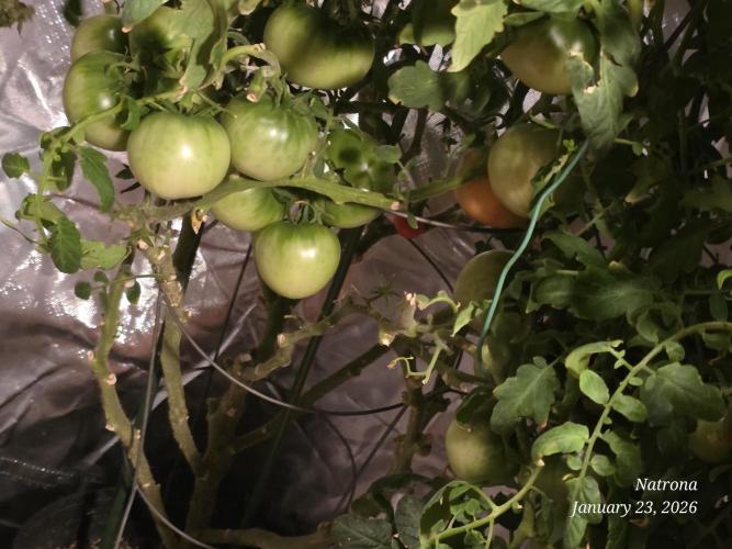 NYC Diesel (was Hey Abby). Week 18