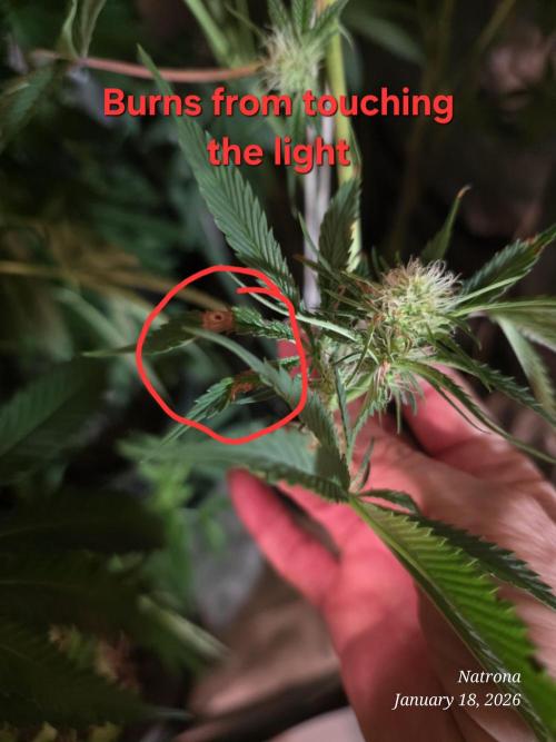 Straw-Lectric Lemonade Strng Seeds. Week 11