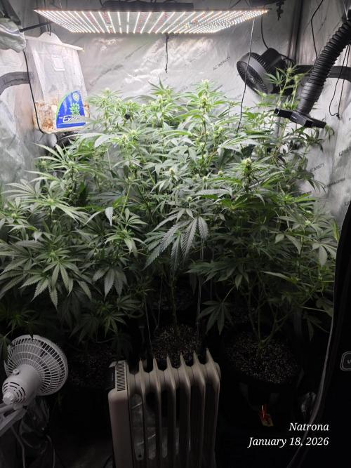 Straw-Lectric Lemonade Strng Seeds. Week 11