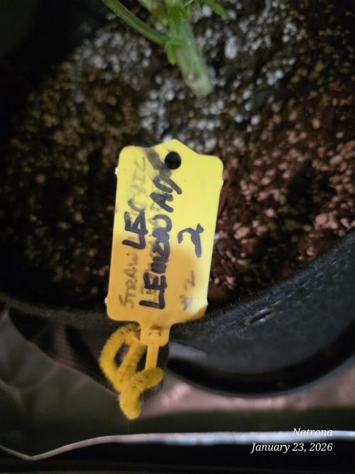 Straw-Lectric Lemonade Strng Seeds. Week 11