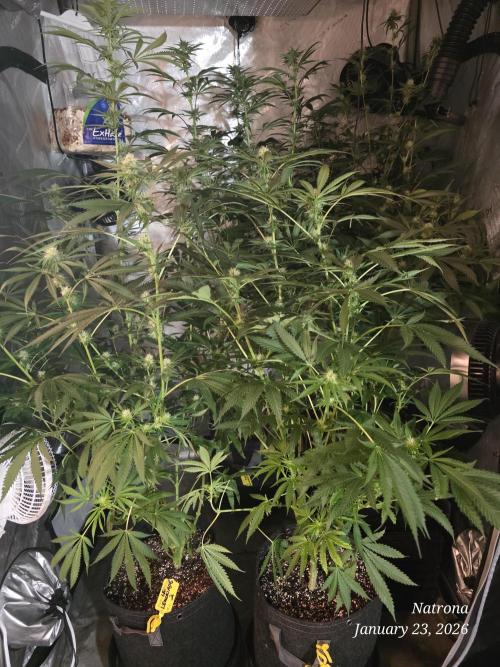 Straw-Lectric Lemonade Strng Seeds. Week 11