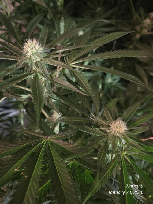 Straw-Lectric Lemonade Strng Seeds. Week 11