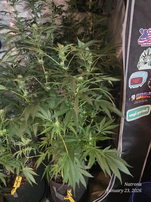 Straw-Lectric Lemonade Strng Seeds. Week 11