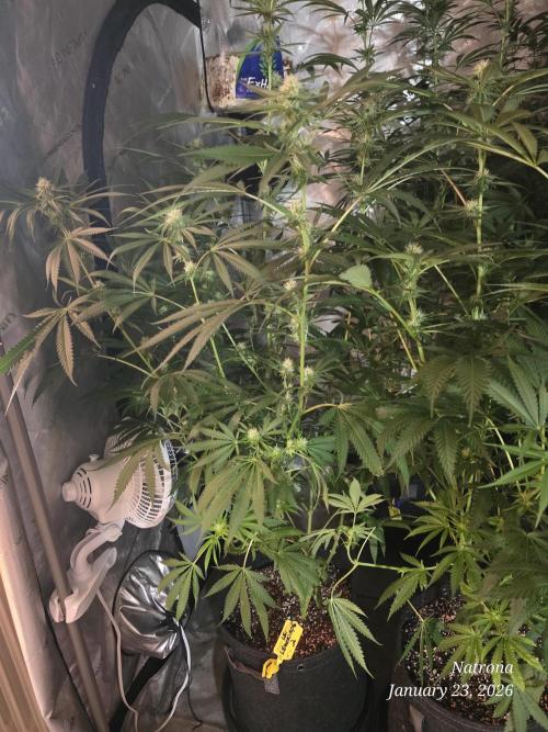 Straw-Lectric Lemonade Strng Seeds. Week 11