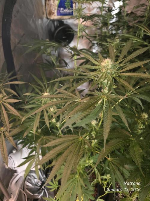 Straw-Lectric Lemonade Strng Seeds. Week 11