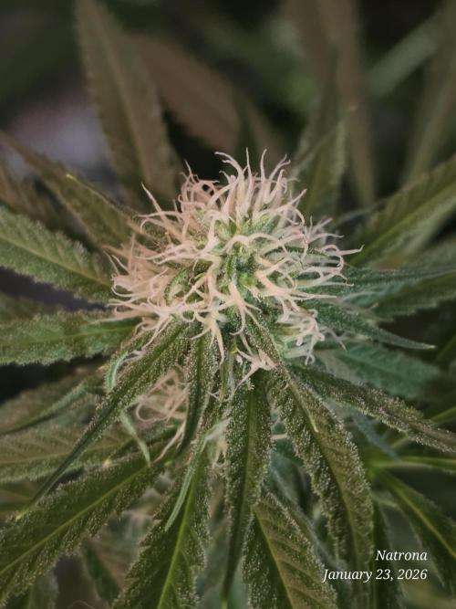 Straw-Lectric Lemonade Strng Seeds. Week 11