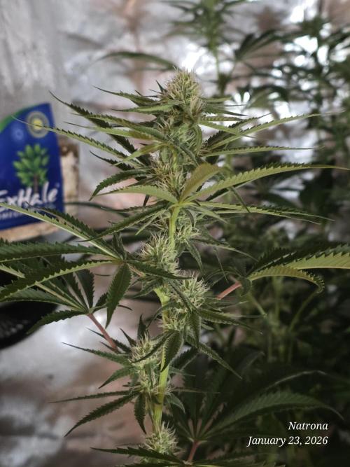 Straw-Lectric Lemonade Strng Seeds. Week 11