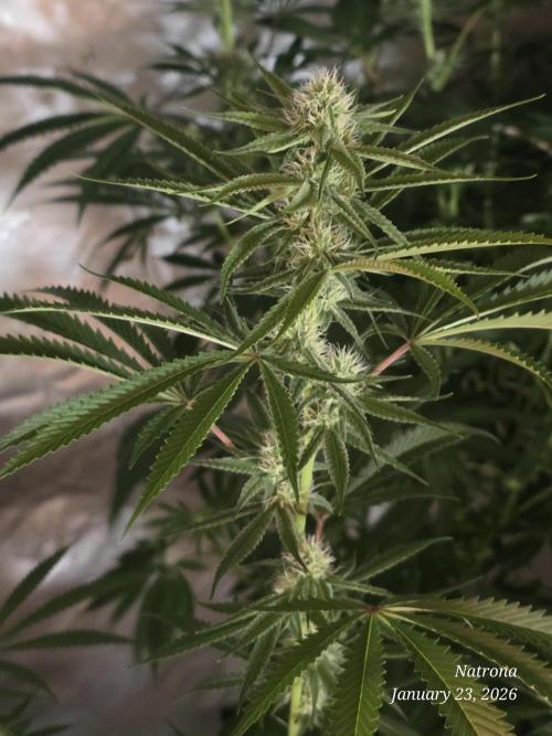 Straw-Lectric Lemonade Strng Seeds. Week 11