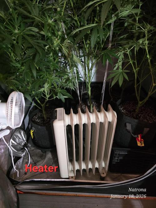 Straw-Trop Cherry Strng Seeds. Week 11