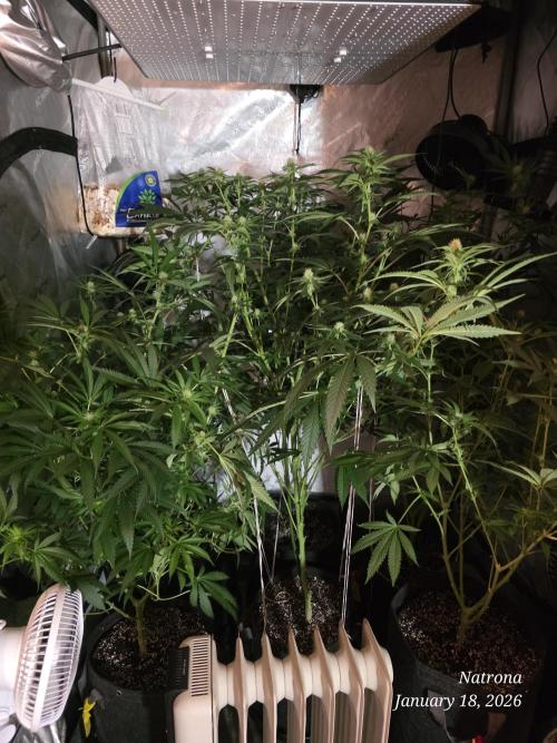 Straw-Trop Cherry Strng Seeds. Week 11