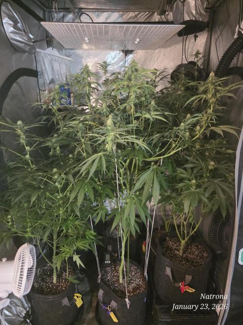 Straw-Trop Cherry Strng Seeds. Week 11