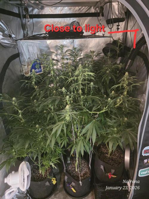 Straw-Trop Cherry Strng Seeds. Week 11