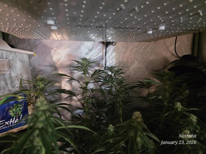 Straw-Trop Cherry Strng Seeds. Week 11